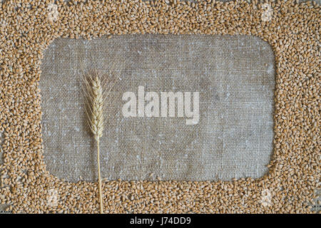 Le grain de blé sous la forme d'un châssis sur toile de jute. Dans le cadre est une oreille de blé Banque D'Images