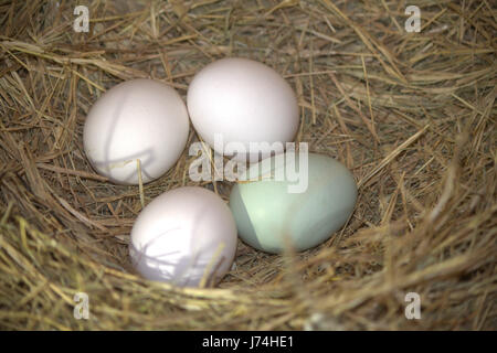 Quatre oeufs, un une couleur bleue dans un nid fait de foin. Banque D'Images