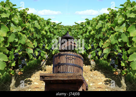 Descendances raisin vigne vignes vignoble fruits fruits vigne vigne Banque D'Images