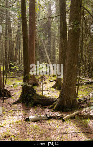 Les cèdres ; les crêtes sanctuary, baileys harbor, Wisconsin. Banque D'Images