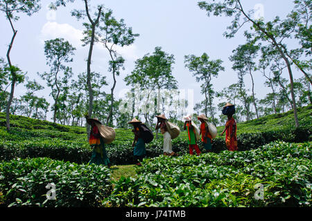 Les femmes portent des feuilles de thé panier pour le pesage de jours tirés au jardin de thé à Srimangal. Moulvibazar, Bangladesh. Banque D'Images