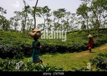 Les femmes portent des feuilles de thé panier pour le pesage de jours tirés au jardin de thé à Srimangal. Moulvibazar, Bangladesh. Banque D'Images