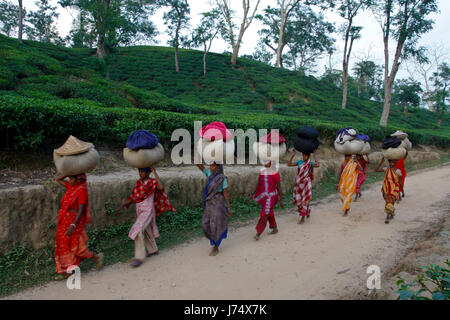 Les femmes portent des feuilles de thé panier pour le pesage de jours tirés au jardin de thé à Srimangal. Moulvibazar, Bangladesh. Banque D'Images