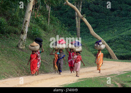 Les femmes portent des feuilles de thé panier pour le pesage de jours tirés au jardin de thé à Srimangal. Moulvibazar, Bangladesh. Banque D'Images