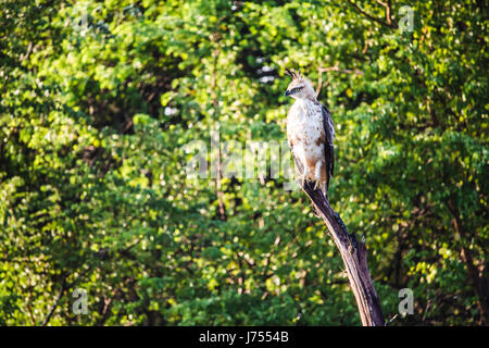 Un cormoran à hawk eagle perché sur une grosse branche sondages ses alentours. Tôt le matin, le parc national Udawalawe, Sri Lanka. Banque D'Images