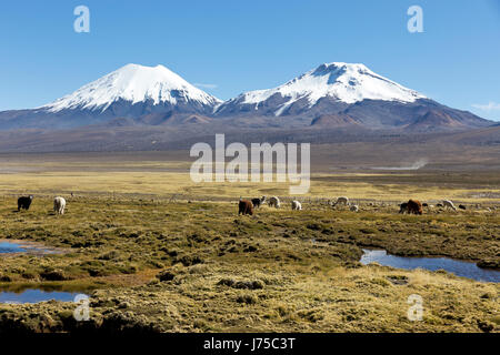 Paysage de la Cordillère des Andes, avec volcan recouvert de neige dans l'arrière-plan, et d'un groupe de lamas le pâturage dans les highlands. Banque D'Images