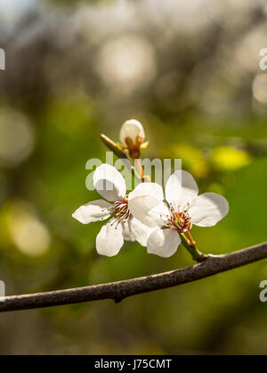 Le printemps apporte les branches des arbres à floraison. Les petites fleurs blanches délicates dans le soleil du printemps Banque D'Images