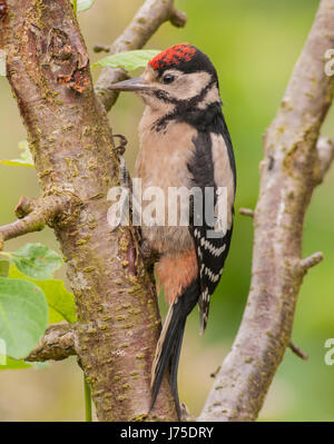 Un jeune grand pic mar (Dendrocopos major) sur un arbre au Royaume-Uni Banque D'Images