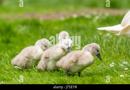 Cygnets. White Cygne muet (Cygnus olor) cygnets,à la fin du printemps au Royaume-Uni. Bébé cygnes. Cygnets Mute blanc. Banque D'Images