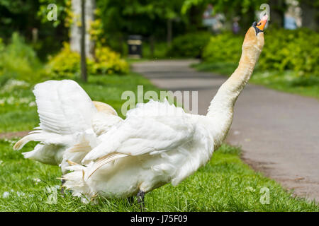 Swan. Cygne tuberculé blanc adulte (Cygnus olor),s'étend son cou dans l'air à la fin du printemps au Royaume-Uni. Banque D'Images