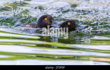 Paire de touffes (Aythya fuligula) dans l'eau et lutte contre la poursuite de l'autre au printemps dans le West Sussex, Royaume-Uni. Banque D'Images