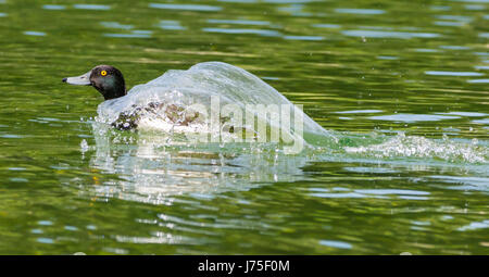 Fuligule morillon (Aythya fuligula). Vue latérale d'un fuligule morillon piscine couverte par l'eau rapide avec le laver dans un lac au printemps dans le West Sussex, Royaume-Uni. Banque D'Images