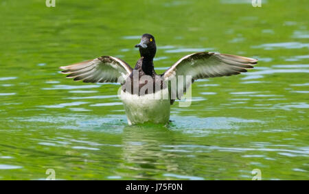 Fuligule morillon (Aythya fuligula) hors de l'eau avec ses ailes étirés en un lac au printemps dans le West Sussex, Angleterre, Royaume-Uni. Banque D'Images