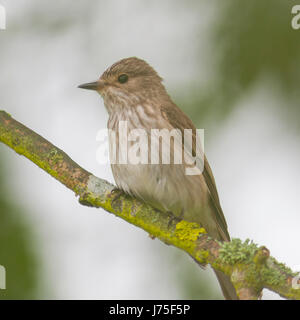 Un Moucherolle tachetée (Muscicapa striata) au Royaume-Uni Banque D'Images