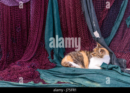Cat Street dormir sur les filets de pêche Banque D'Images
