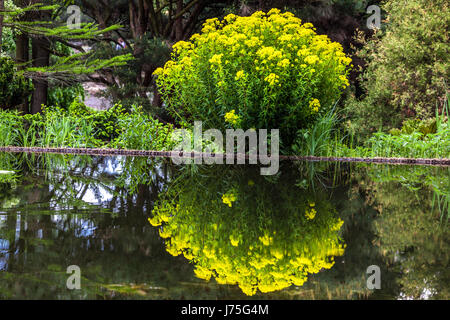 Euphorbia palustris le marais spherte printemps floraison à l'étang de jardin Banque D'Images