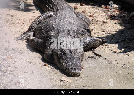Crocodile reptile saurien armor nil jambes macro close-up admission macro fermer Banque D'Images