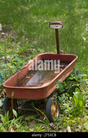 Little Red Wagon assis dans l'herbe pleine d'eau stagnante, un lieu de reproduction idéal pour les larves de moustiques en été Banque D'Images