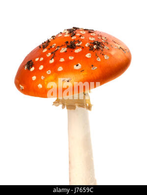 Red fly agaric-mushroom avec morceaux de saleté. Isolé sur fond blanc. Banque D'Images