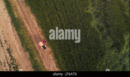 Female farmer using digital tablet computer in green wheat field, du point de vue de drones Banque D'Images