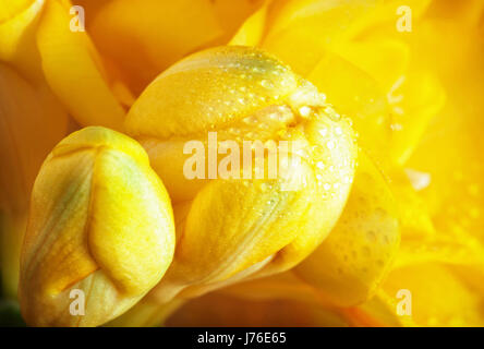 Rosée de fleurs de freesia jaune. Close up scène naturelles. Vivid photo filtre. Banque D'Images