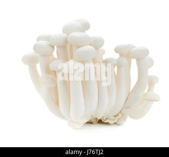 Hêtre Blanc, champignons champignons shimeji, champignon comestible isolé sur fond blanc Banque D'Images