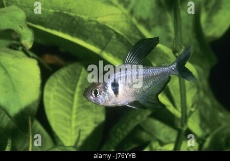 Schwarzer, Phantomsalmler rogoaguae Hyphessobrycon megalopterus, Megalamphodus Megalamphodus megalopterus, black phantom, Tetra, le tétra fantôme noir Banque D'Images