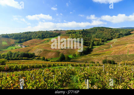 France, Rhône, Beaujolais, Fleurie, les vignobles en automne Banque D'Images