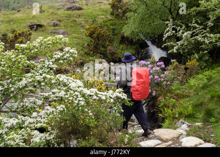 La floraison l'aubépine (Crataegus monogyna) Bush le long d'un sentier avec un randonneur randonnées au printemps. Mcg Dyli, Nant Gwynant, Gwynedd, Pays de Galles, Royaume-Uni, Angleterre Banque D'Images