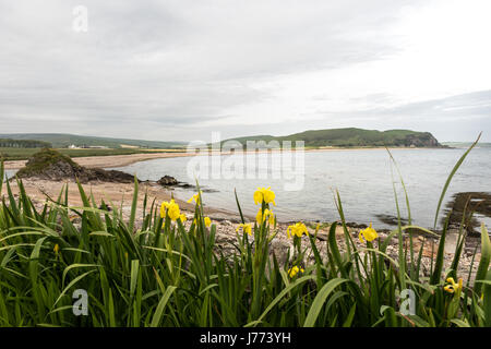 Wild Iris jaune (Iris pseudacorus) communs à l'Écosse plantés par Kirsty jardinier Knight Bruce Banque D'Images