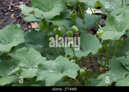 Jeffersonia Diphylla dans les fruits, le rhumatisme, racine Twinleaf bleu Banque D'Images