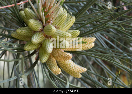 Cônes de pollen de l'Pinus Nigra Corsicana, pin laricio, pin noir Banque D'Images