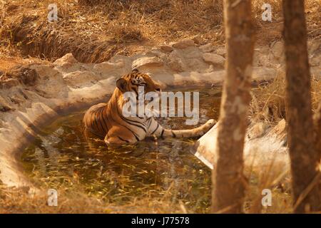 Panthera tigris tigris Banque D'Images