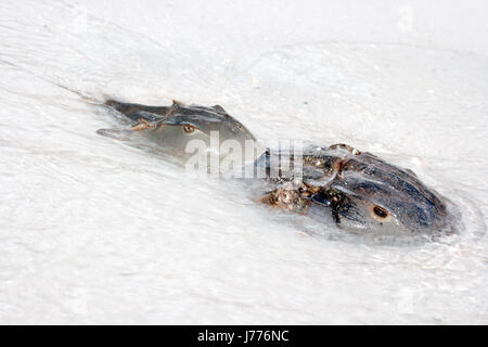 Les vagues de l'eau existent vie mate en vivant vit vivre animal animaux Banque D'Images