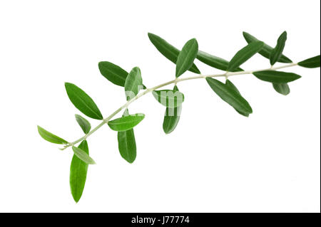Branche d'olive olive avec isolated on white Banque D'Images