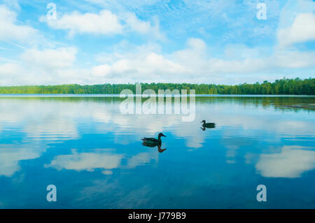 Piscine canards sur le lac calme contre ciel nuageux Banque D'Images