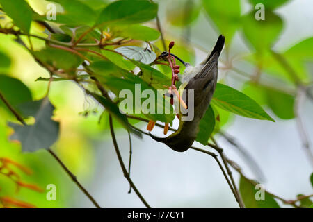 Dhaka, Bangladesh. 23 mai, 2017. A Purple Sunbird boissons nectar de fleurs au Ramana park à Dhaka, Bangladesh, le 23 mai 2017. Le purple sunbird (Chalcomitra asiaticus) est un petit sunbird. Comme d'autres souimangas ils se nourrissent principalement de nectar, bien qu'ils vont aussi prendre des insectes, surtout lorsque l'alimentation des jeunes. Ils ont un vol rapide et direct et peut prendre par nectar plane comme un colibri mais souvent la perche à la base des fleurs. Credit : SK Hasan Ali/Alamy Live News Banque D'Images