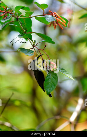 Dhaka, Bangladesh. 23 mai, 2017. A Purple Sunbird boissons nectar de fleurs au Ramana park à Dhaka, Bangladesh, le 23 mai 2017. Le purple sunbird (Chalcomitra asiaticus) est un petit sunbird. Comme d'autres souimangas ils se nourrissent principalement de nectar, bien qu'ils vont aussi prendre des insectes, surtout lorsque l'alimentation des jeunes. Ils ont un vol rapide et direct et peut prendre par nectar plane comme un colibri mais souvent la perche à la base des fleurs. Credit : SK Hasan Ali/Alamy Live News Banque D'Images