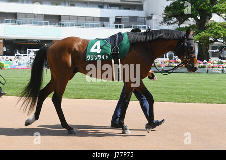 La chrysolite, 20 mai 2017 - Les courses de chevaux : la chrysolite est conduit dans le paddock avant l'Hippodrome de Kyoto à Enjeux Heian à Kyoto, au Japon. (Photo par Eiichi Yamane/AFLO) Banque D'Images