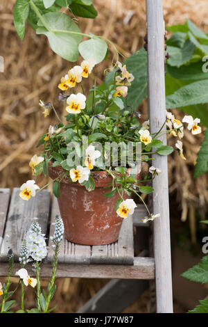 Les violettes en pots sur les marches de bois. Partie d'un affichage à une fleur flower show. UK Banque D'Images