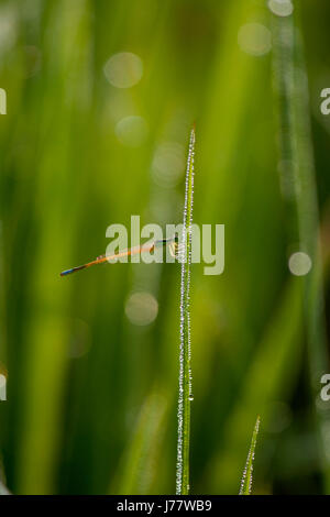 Demoiselle à queue bleu assis sur une herbe avec une chaîne de gouttes de rosée Banque D'Images