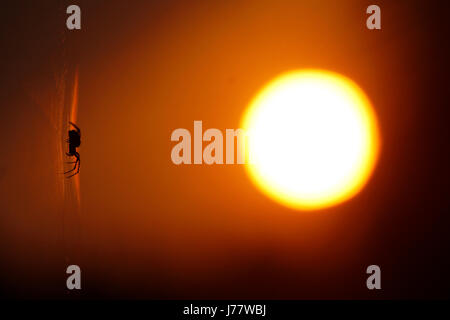 Spider silencieux au coucher du soleil, se reposant au coucher du soleil après son site web de tissage à la fin de la journée. Banque D'Images