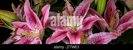 Bouquet de Lys Lillium Banque D'Images