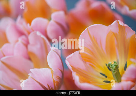 Voir de Cloe tulipes au printemps à Butchart Gardens, Victoria, C.-B. Banque D'Images