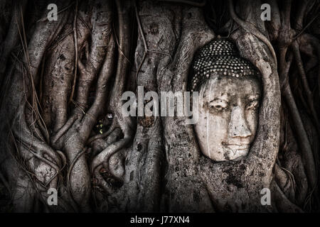 Statue de Bouddhas chef entrelacées dans e racines d'un arbre banyon, Ayutthaya, Thaïlande Banque D'Images