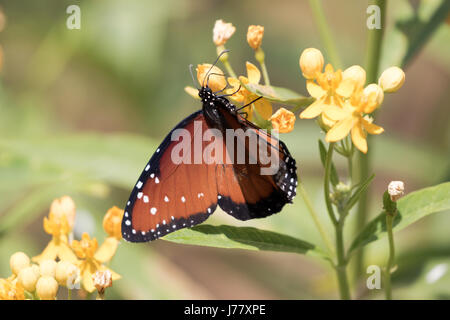 Reine Papillon - Danaus gillipus - mai 2017, Los Angeles California USA Banque D'Images