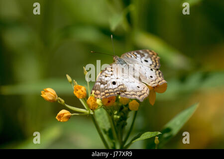 White Peacock Butterfly - Anartia jatrophae - mai 2017, Los Angeles, Californie, USA Banque D'Images