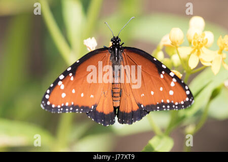 Reine Papillon - Danaus gillipus - mai 2017, Los Angeles California USA Banque D'Images