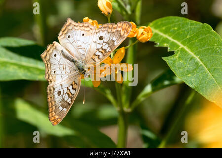 White Peacock Butterfly - Anartia jatrophae - mai 2017, Los Angeles, Californie, USA Banque D'Images