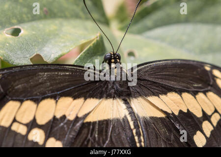 Giant Swallowtail Butterfly Papilio - cresphotes - Mai 2017 Los Angeles, California USA Banque D'Images